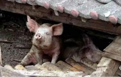 猪坚强去世了吗 猪坚强在汶川大地震被困多少天