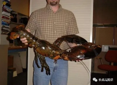 ​最大的波士顿龙虾（图文鉴赏世界上体积最大的龙虾）