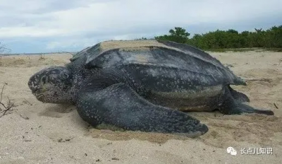 ​最大的海龟有多大（世界上体型最大的海龟棱皮龟）