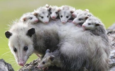 ​自然界当中的装死能手 负鼠生活在南美洲(装死本领强)