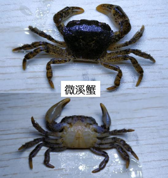 观赏淡水蟹都有哪些（建议收藏我国淡水蟹多达311种）(18)