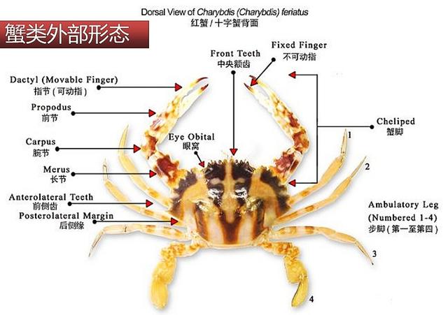 观赏淡水蟹都有哪些（建议收藏我国淡水蟹多达311种）(4)