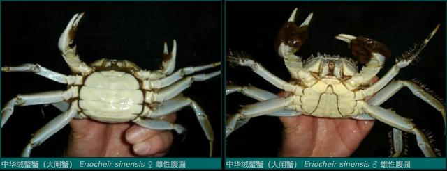 观赏淡水蟹都有哪些（建议收藏我国淡水蟹多达311种）(5)