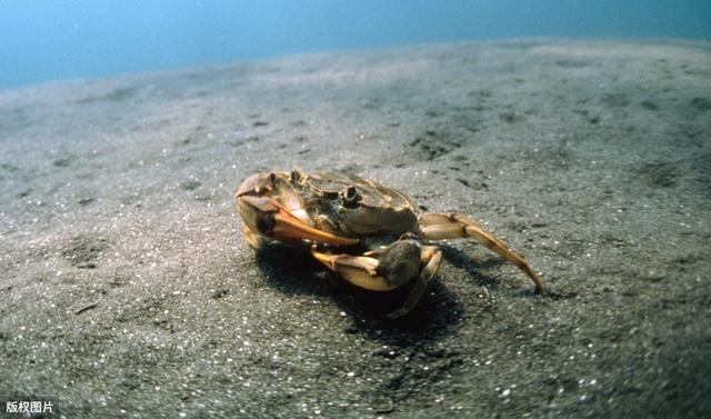 观赏淡水蟹都有哪些（建议收藏我国淡水蟹多达311种）(1)