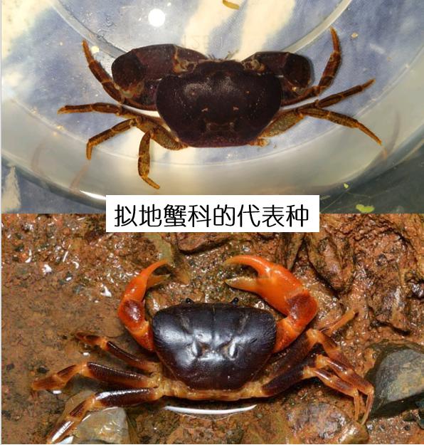 观赏淡水蟹都有哪些（建议收藏我国淡水蟹多达311种）(6)
