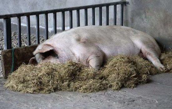 猪坚强去世了吗 猪坚强在汶川大地震被困多少天