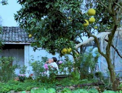 ​李子柒家的院子全景图