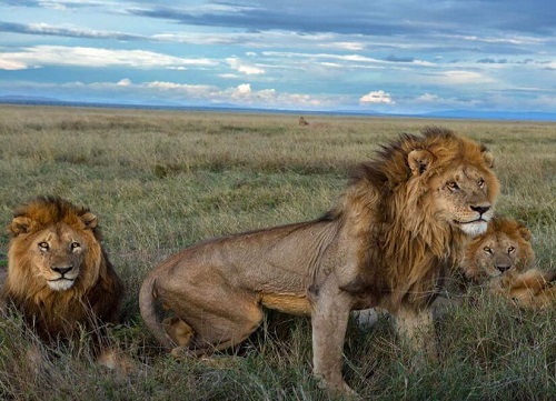 保卫者联盟雄狮都是怎么死的