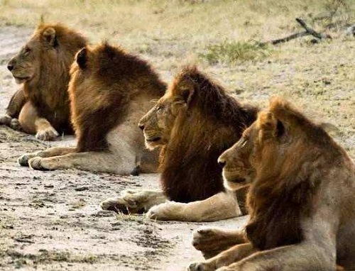 保卫者联盟雄狮都是怎么死的