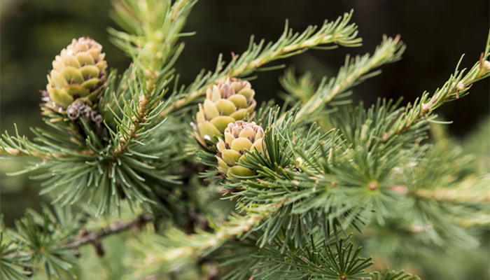 岁不寒无以知松柏出自哪里 岁不寒无以知松柏什么意思