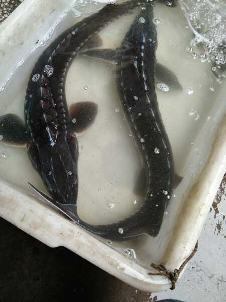 76个偏门小生意小财鱼系统：小本创业项目有哪些？