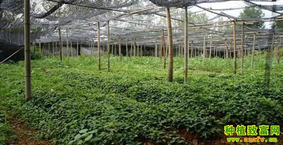 穷人创业一千元以下的种值:穷人创业一千元以下的