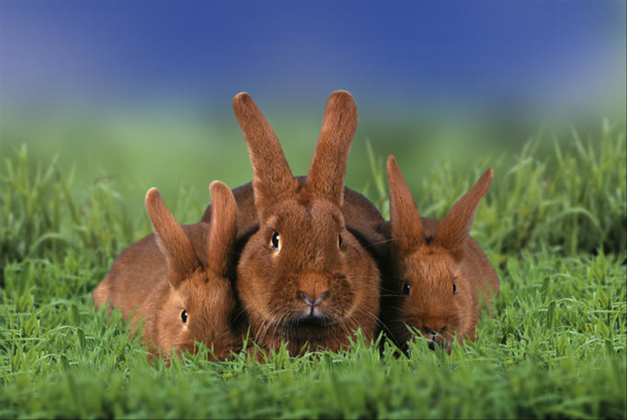 属兔几月出生最好命运 87年属兔35岁2022运势