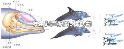 ​发出超声波的5种动物