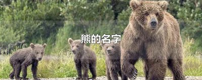 ​熊的名字