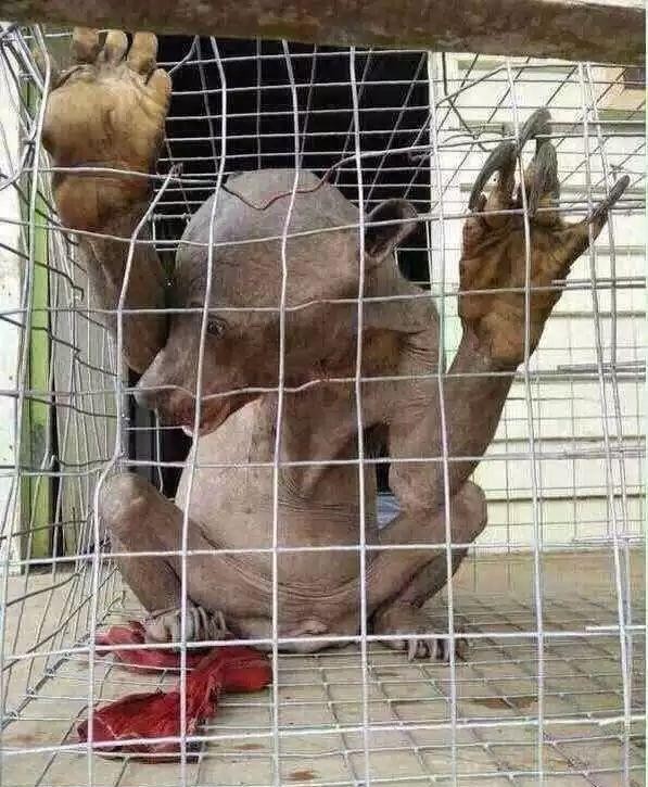 芭比迪丽拉原来的样子(真人芭比迪丽拉否认整容)