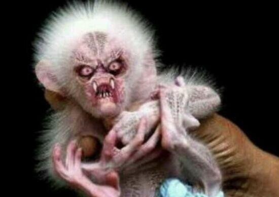 芭比迪丽拉原来的样子(真人芭比迪丽拉否认整容)