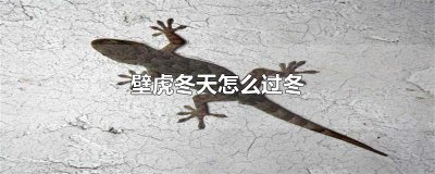 ​壁虎冬天怎么过冬