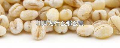 ​川贝为什么那么贵