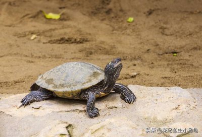 ​巴西龟最爱吃的10种食物（小乌龟能吃什么食物）