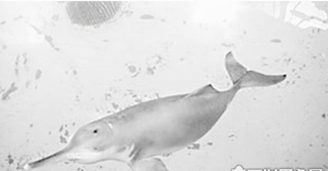 2018白鳍豚图片(长江白鳍豚灭绝了吗)