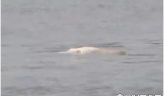 2018白鳍豚图片(长江白鳍豚灭绝了吗)