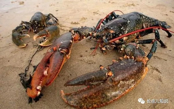 最大的波士顿龙虾(图文鉴赏世界上体积最大的龙虾)