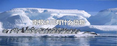 ​南极冰川有什么动物