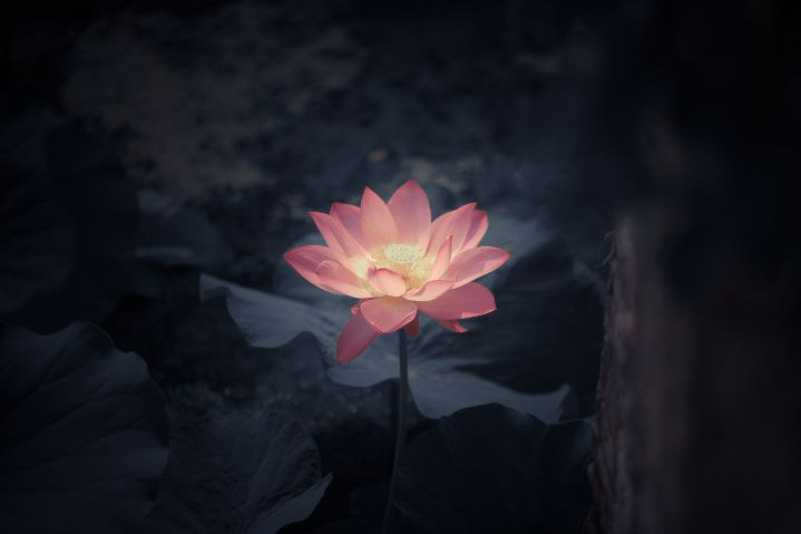 莲花香的寓意和象征（一文了解莲花象征的寓意）