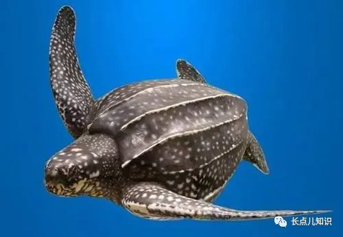 最大的海龟有多大（世界上体型最大的海龟棱皮龟）