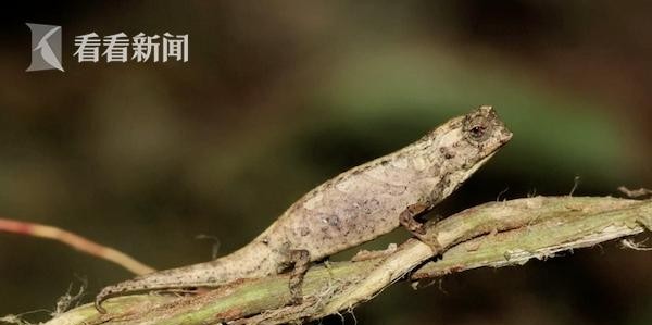 地球最小爬行动物（地球最小爬行动物只有瓜子大）