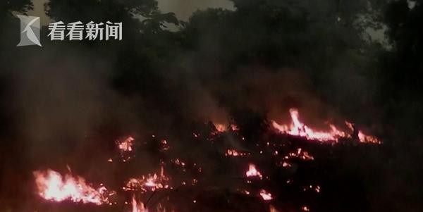 地球最小爬行动物（地球最小爬行动物只有瓜子大）