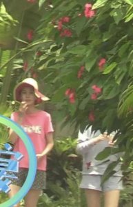 ​杨颖和黄教主怎么回事