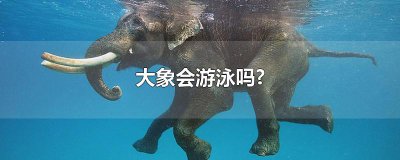 ​大象会游泳吗?