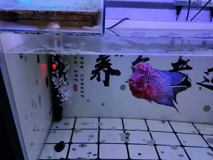 排名前十氧气泵最静音(性价比最高的鱼缸水泵推荐)