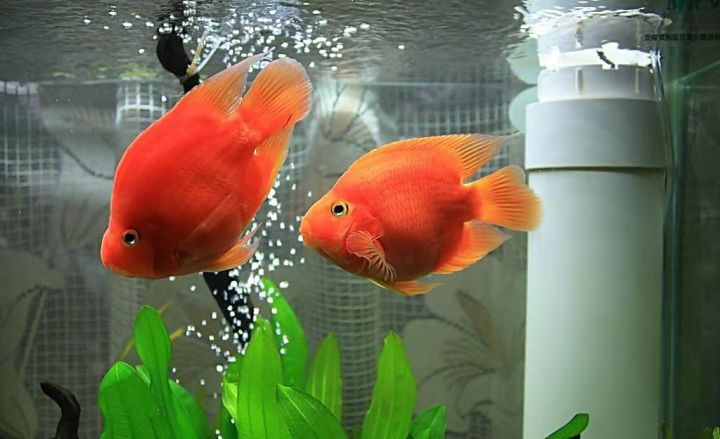 排名前十氧气泵最静音(性价比最高的鱼缸水泵推荐)