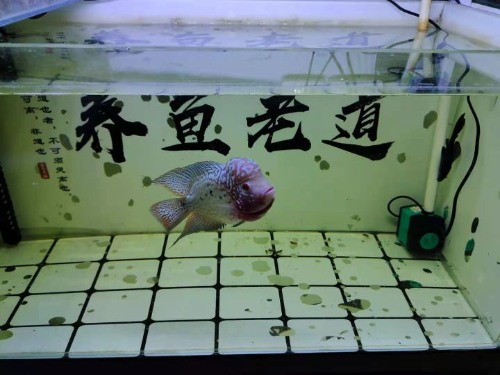 排名前十氧气泵最静音(性价比最高的鱼缸水泵推荐)