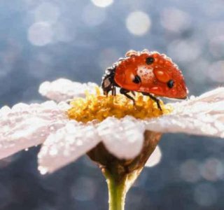 ​非诚勿扰停录了吗(非诚勿扰停播原因)