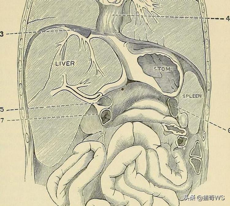 美国飞行员被抓活体解剖,日军解剖美国飞行员