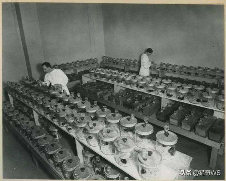 美国飞行员被抓活体解剖,日军解剖美国飞行员