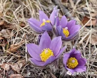 加拿大的国花是什么（知识科普关于加拿大国花）