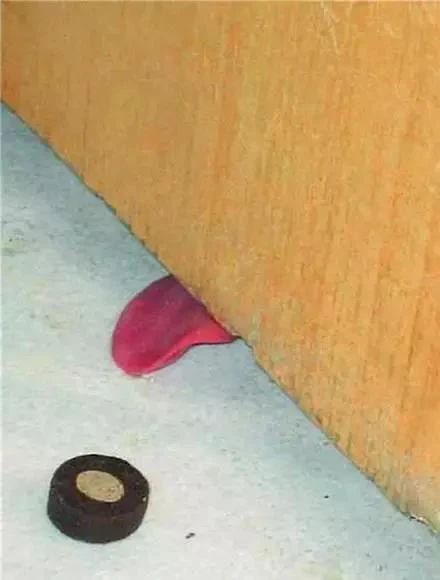 狗的天敌是什么动物（一文详聊狗狗天敌）