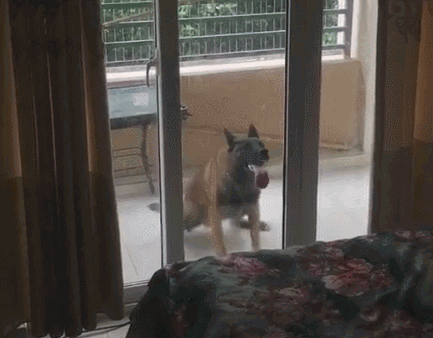 狗的天敌是什么动物（一文详聊狗狗天敌）