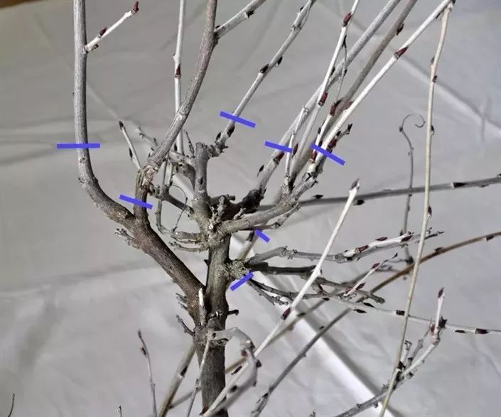 紫藤什么时候开花（科普关于紫藤开花的小知识）