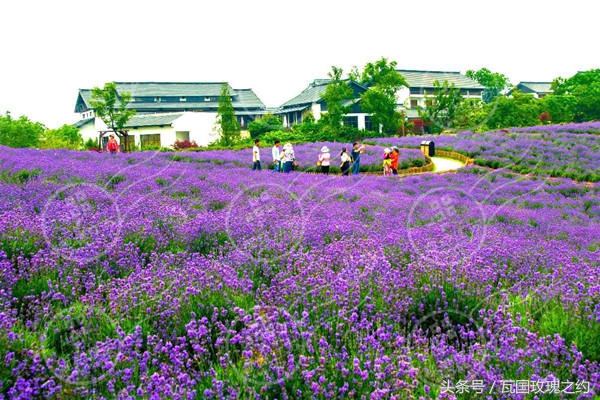 情人草的花语及寓意是什么(情人草的花语与作用介绍)