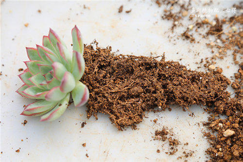 不花钱快速自制多肉土（超简单自制营养土教程）