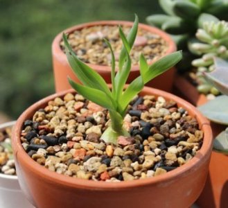 ​不花钱快速自制多肉土（超简单自制营养土教程）