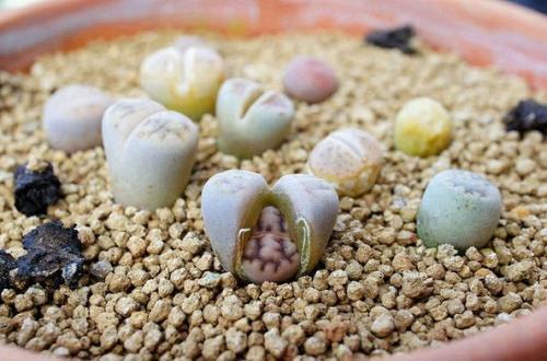 不花钱快速自制多肉土（超简单自制营养土教程）