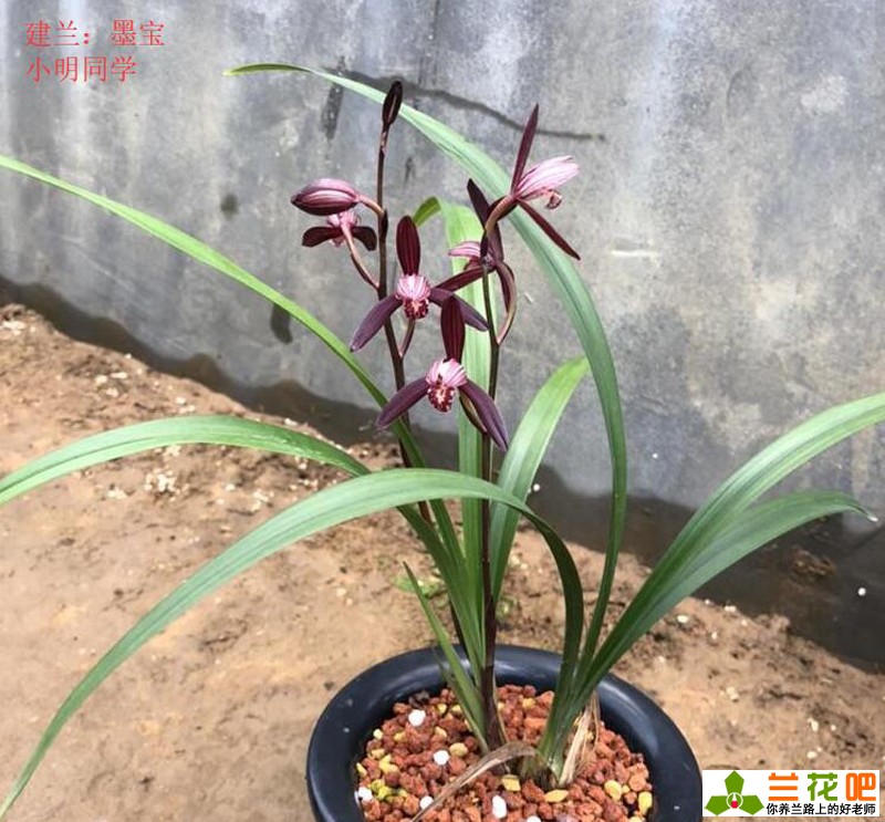 兰花适合什么温度（兰花对温度湿度和光照的要求）