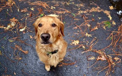 ​狗狗绝育的优点和缺点有哪些?每条狗狗都必须绝育吗